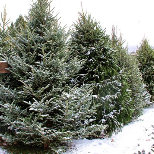 FRASER FIR